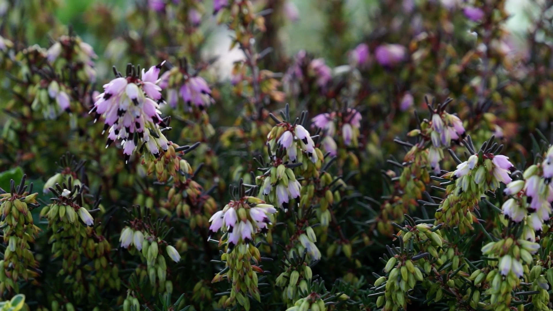Tirol blüht auf Pflanzen für Bienen, Hummeln und Schmetterlinge